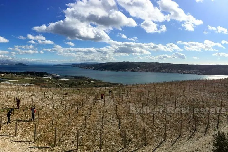 mladi vinograd, za prodaju - slika 7