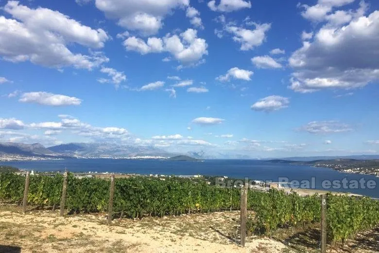 Mladi vinograd, za prodaju - Trogir