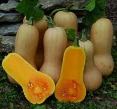 Butternut tikva 2025 - Donja Bistra, Bistra
