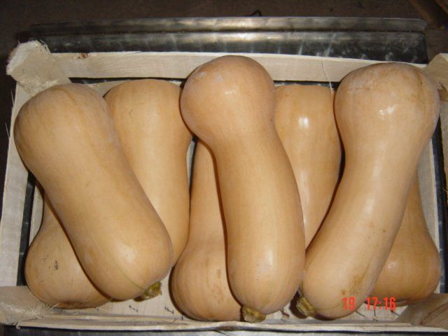 Butternut tikva 2025 - Donja Bistra, Bistra