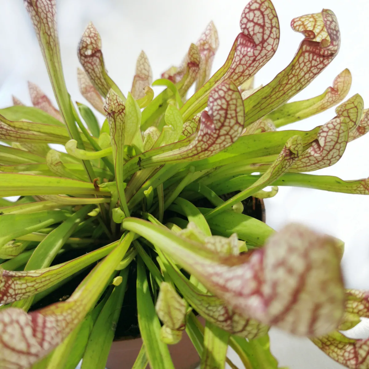dionaea muscipulata/muholovke - slika 2