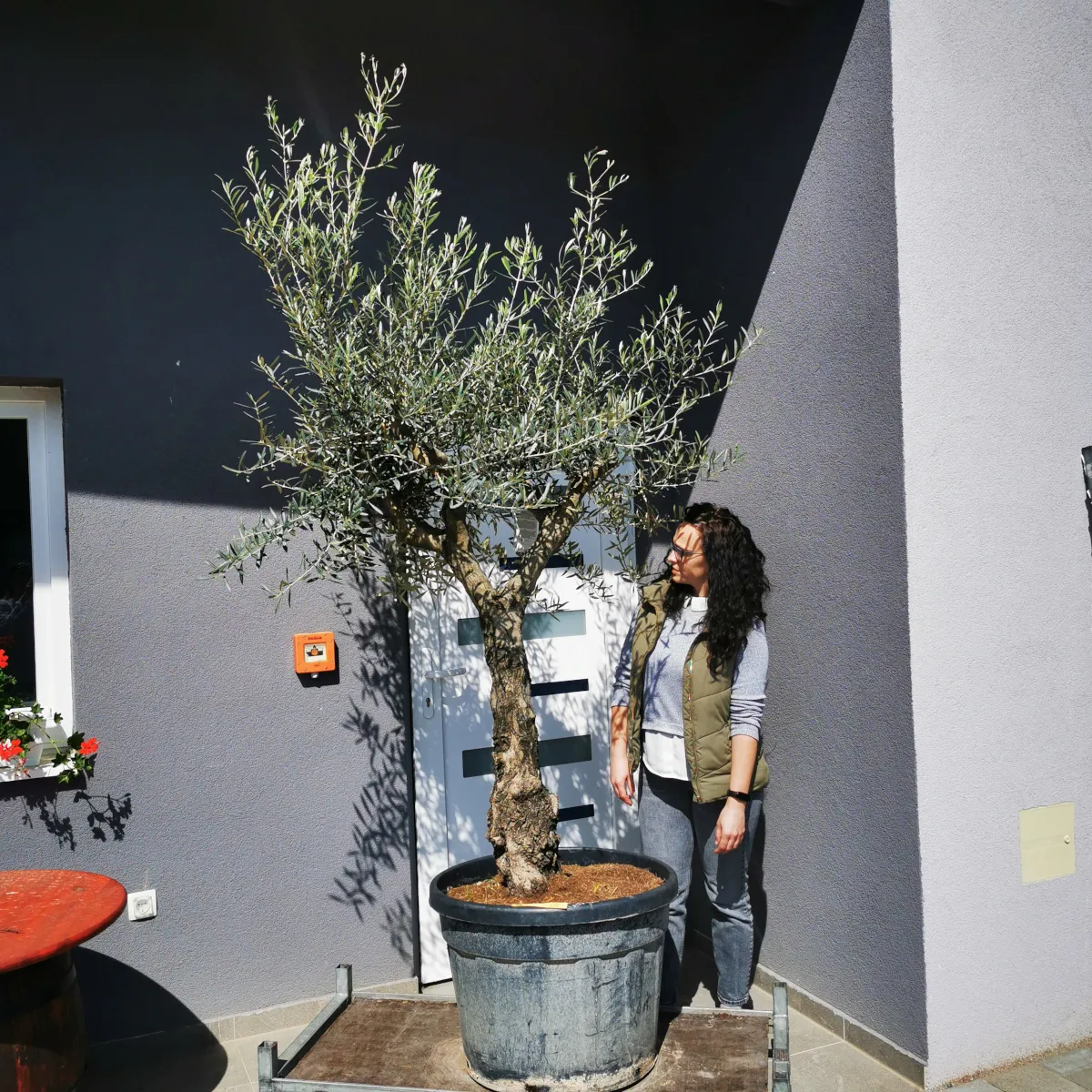 olea europaea (maslina) – stara, zrela biljka - slika 3