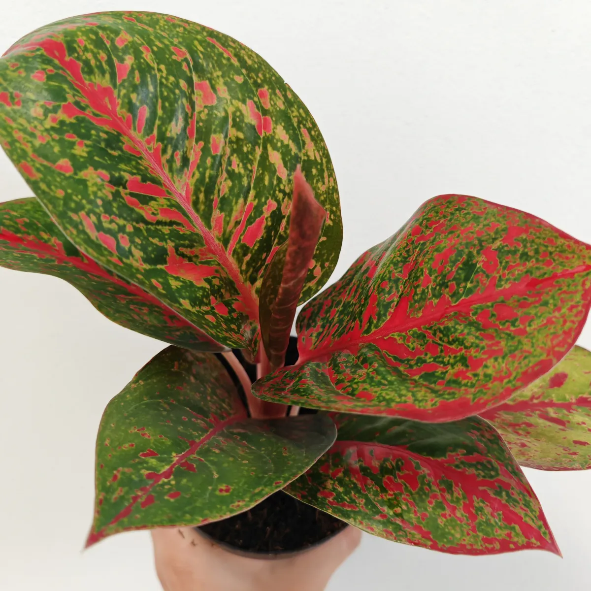 aglaonema ‘red sprinkles’ - slika 5