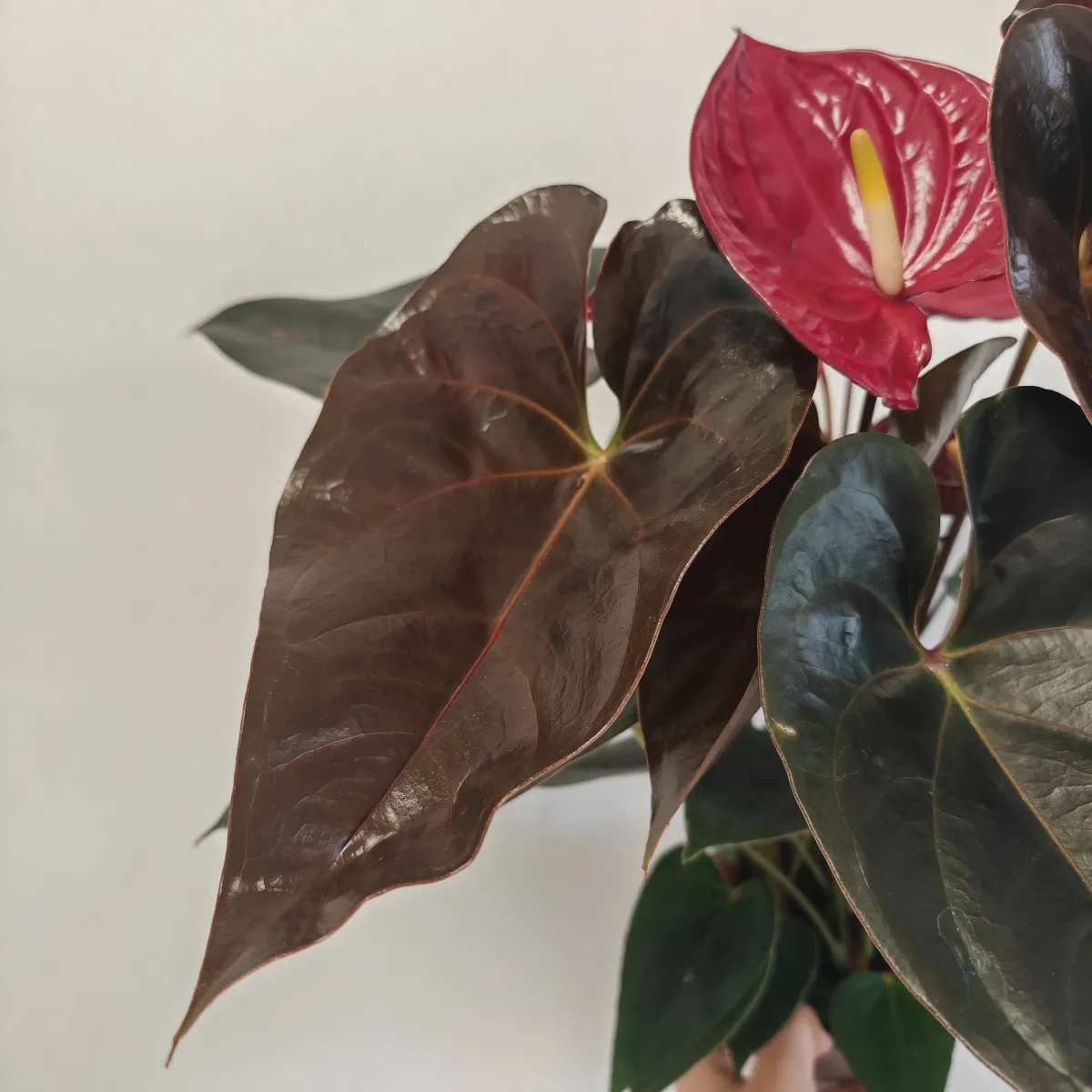 anthurium andr “delicata” - slika 4