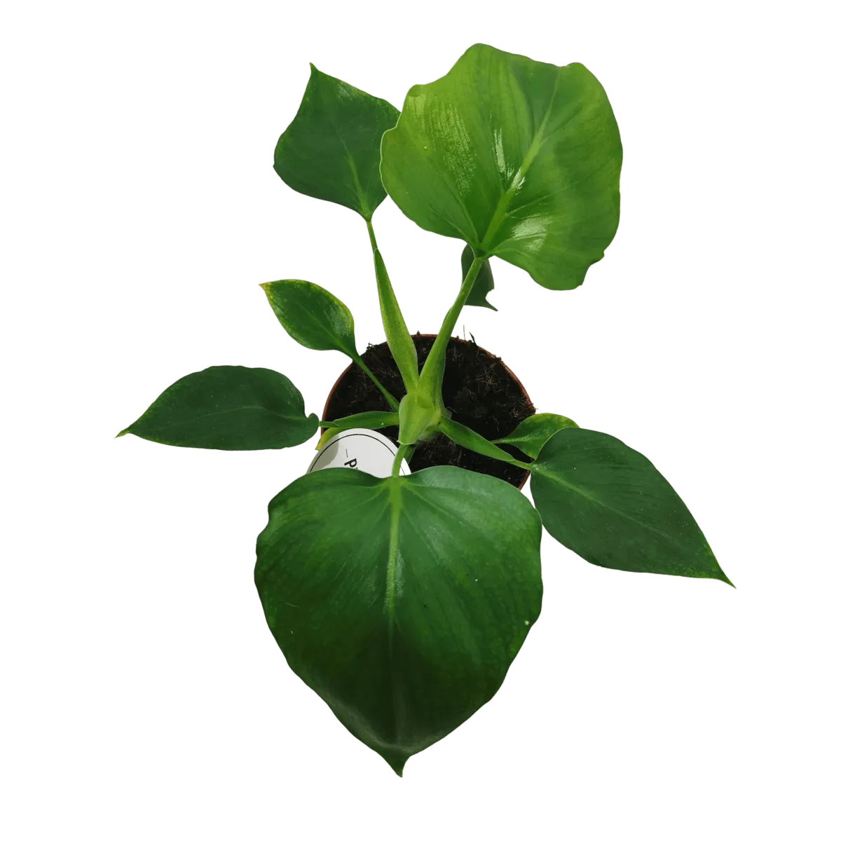 philodendron “warszewiczii” - slika 2