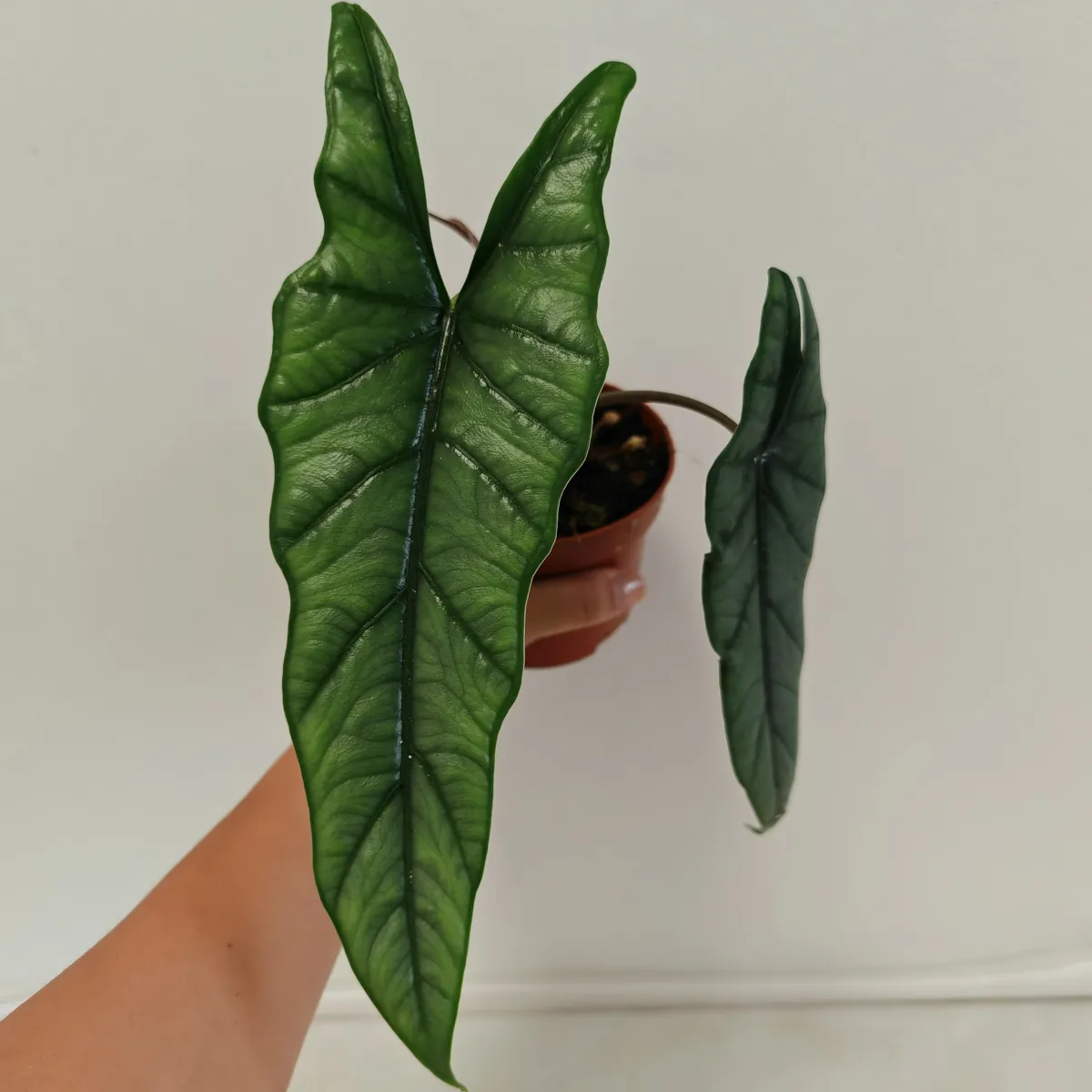 alocasia het ‘corazon’ - slika 2