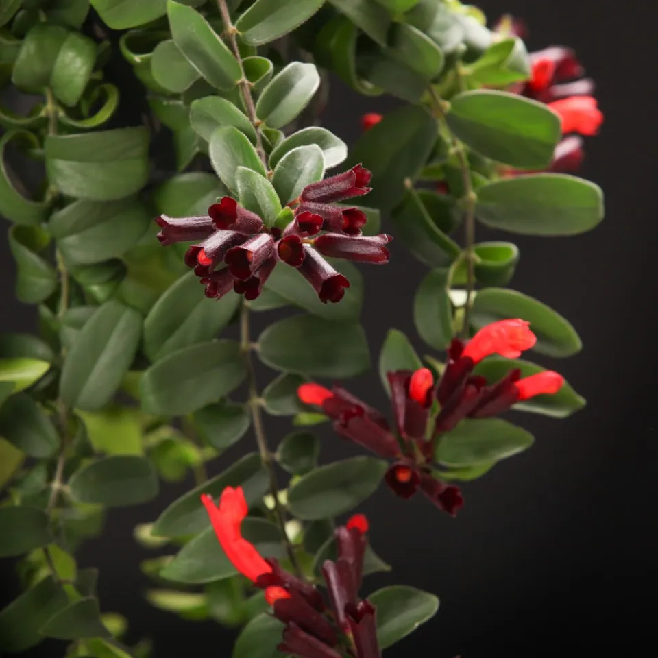 aeschynanthus - slika 2