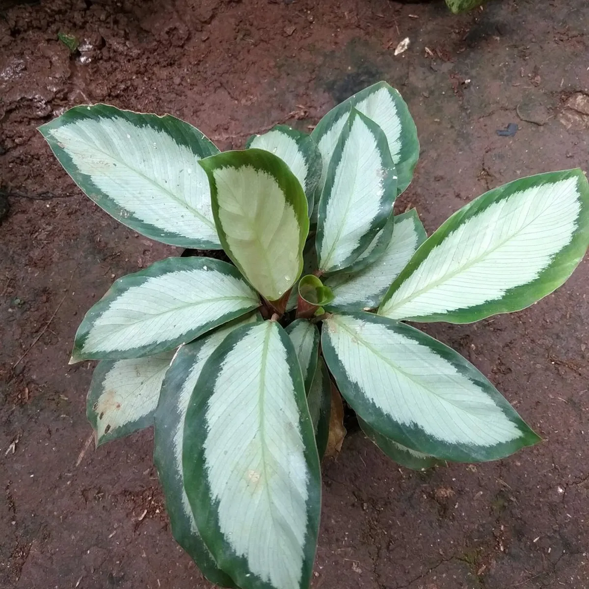 calathea picturata “argentea” - slika 2