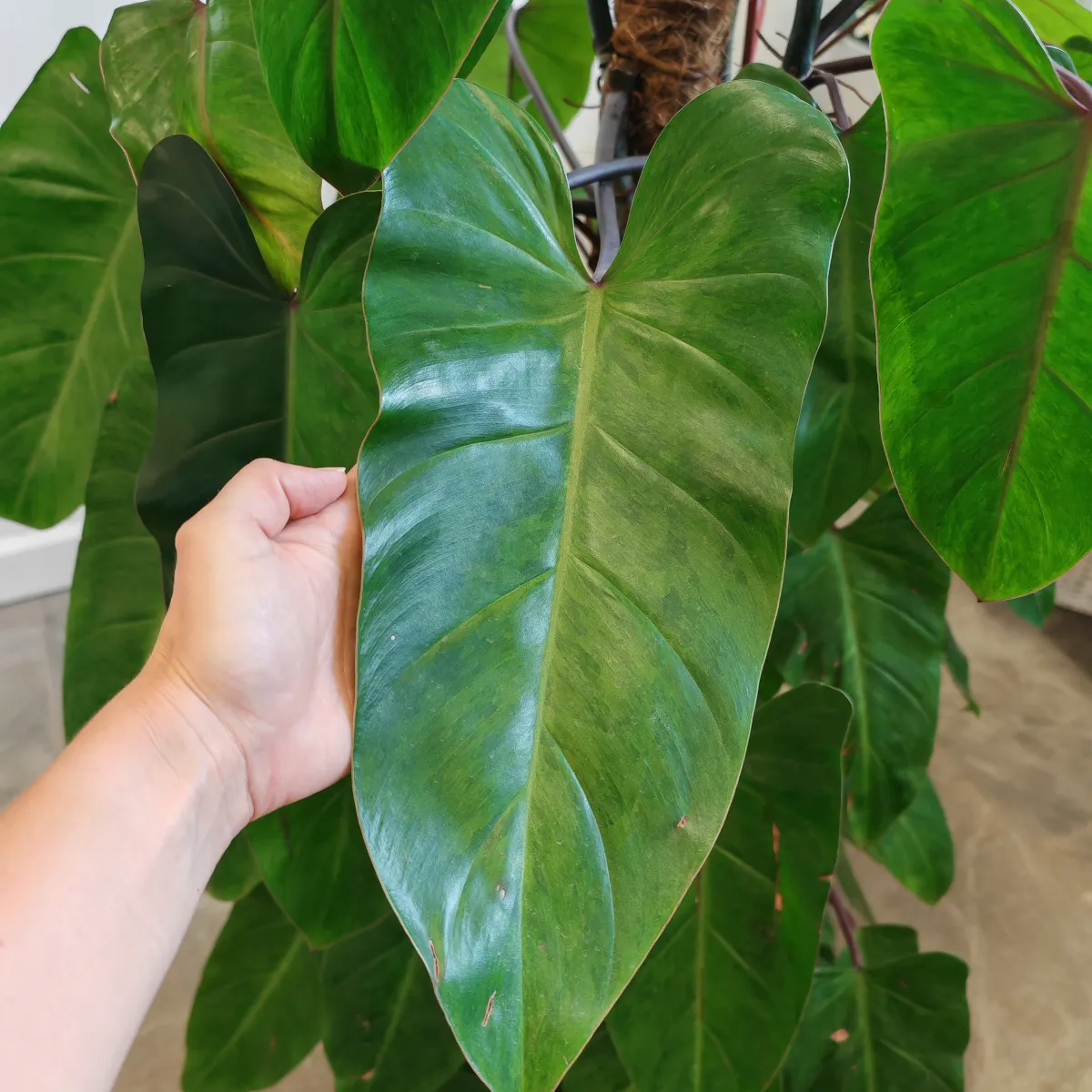 philodendron “painted lady” - slika 3