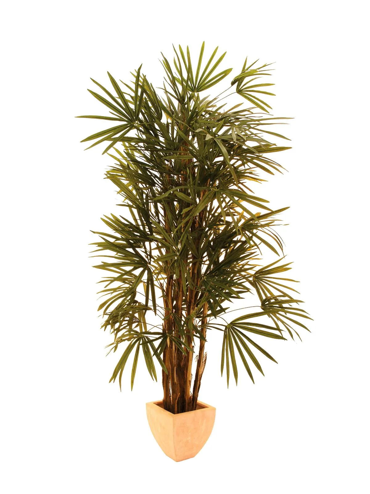 EUROPALMS Lady palm, 150cm - Križevci