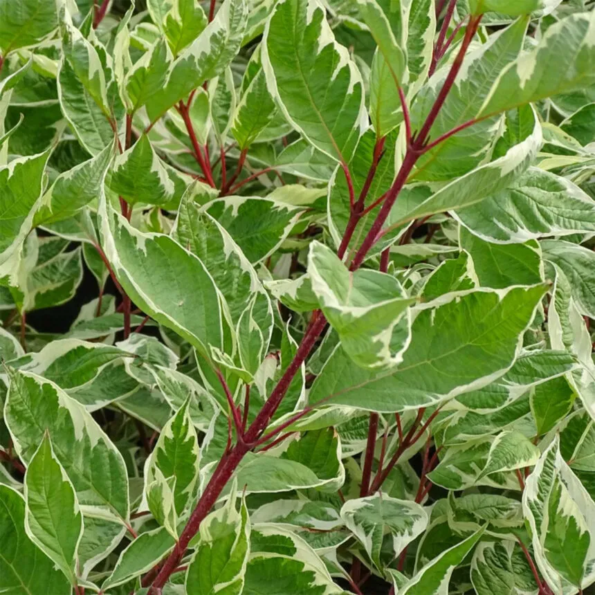 cornus/ukrasni drijen - slika 4