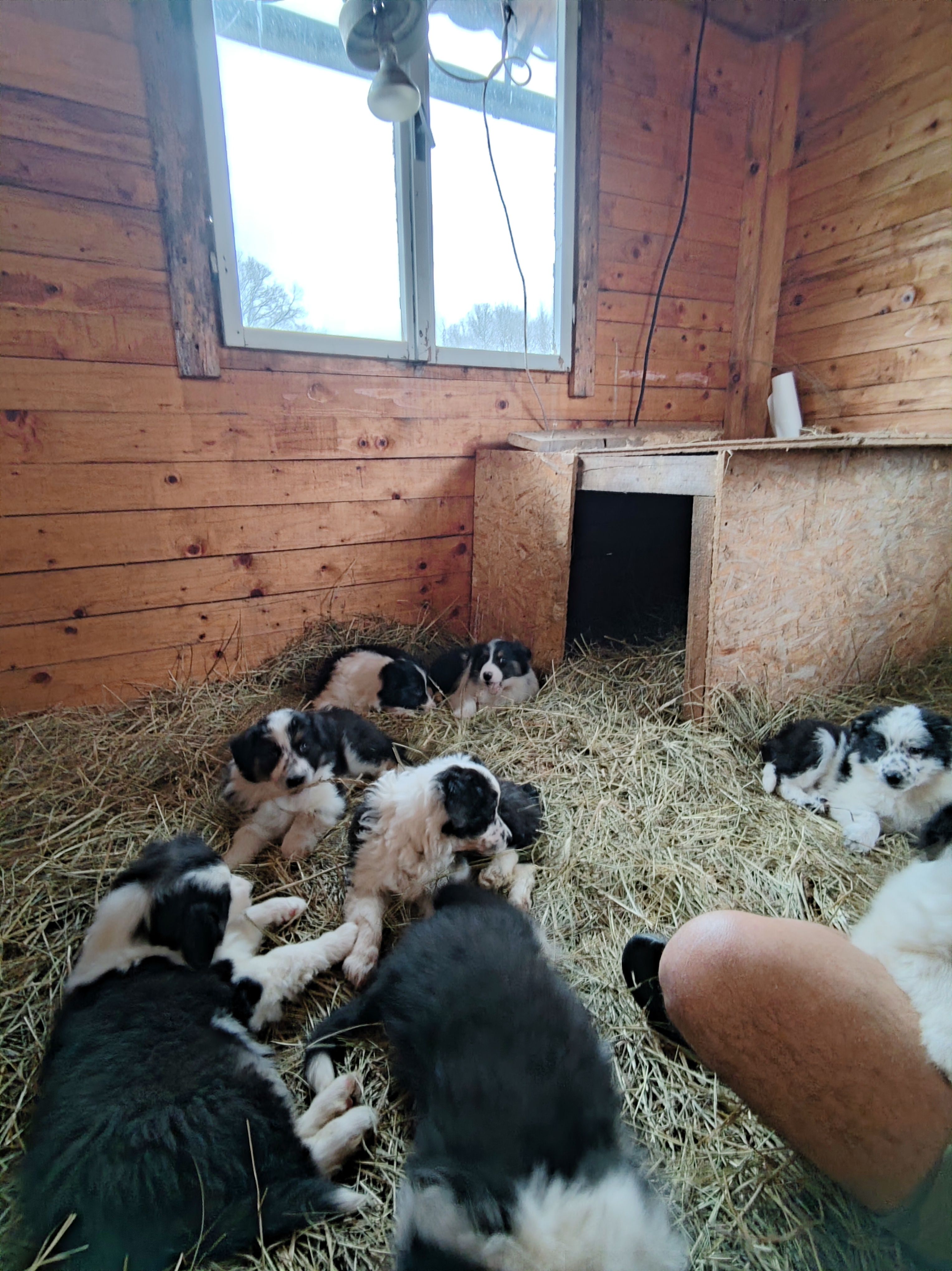 border collie štenci - slika 4