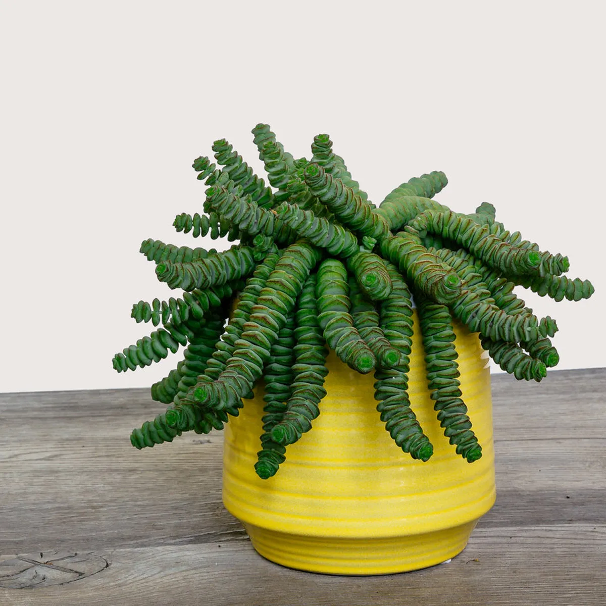 crassula marnieriana “hottentot” - slika 3
