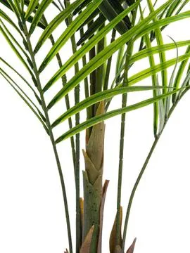 europalms areca palm with big leaves, 165cm - slika 3
