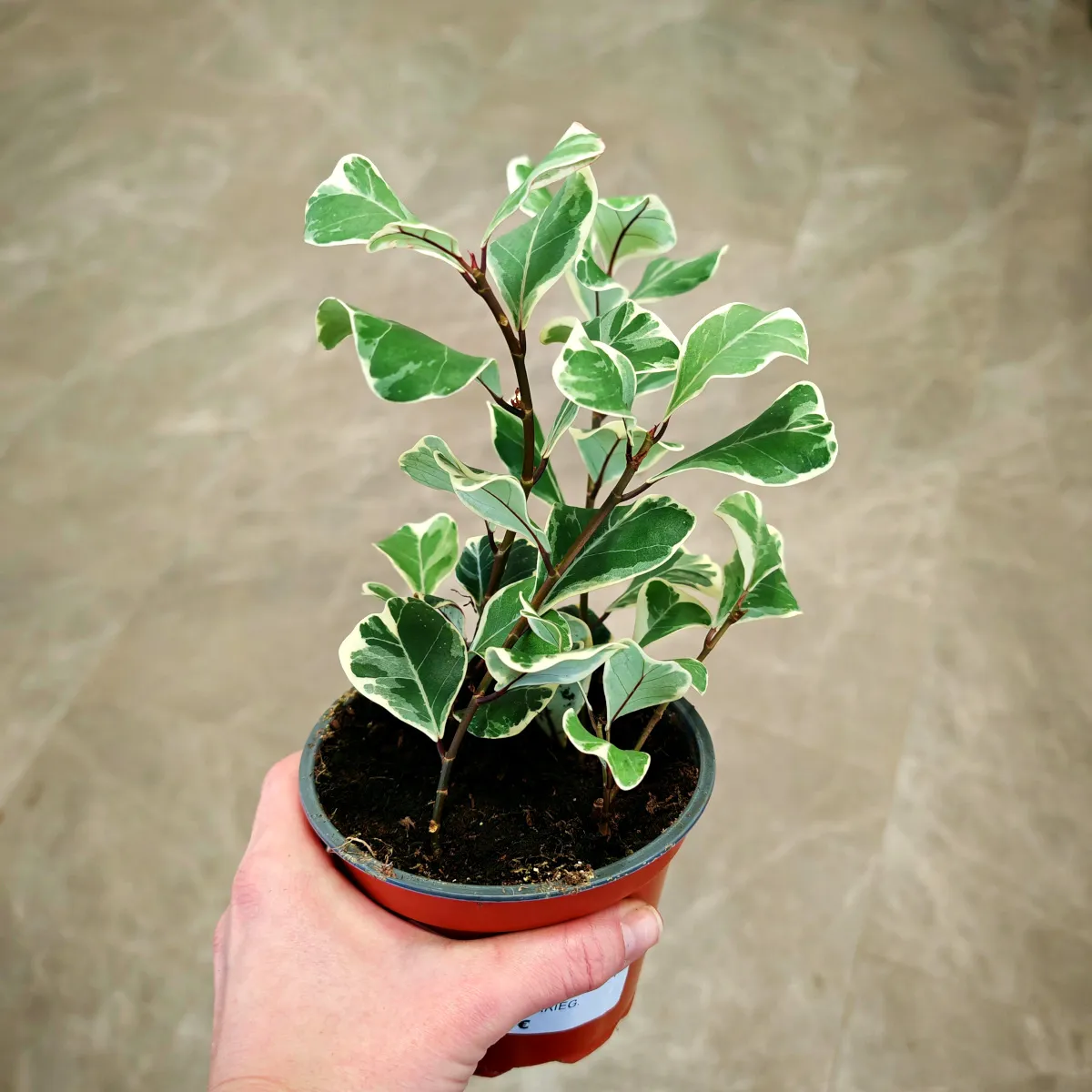 ficus lin “triangelaris”variegata - slika 3