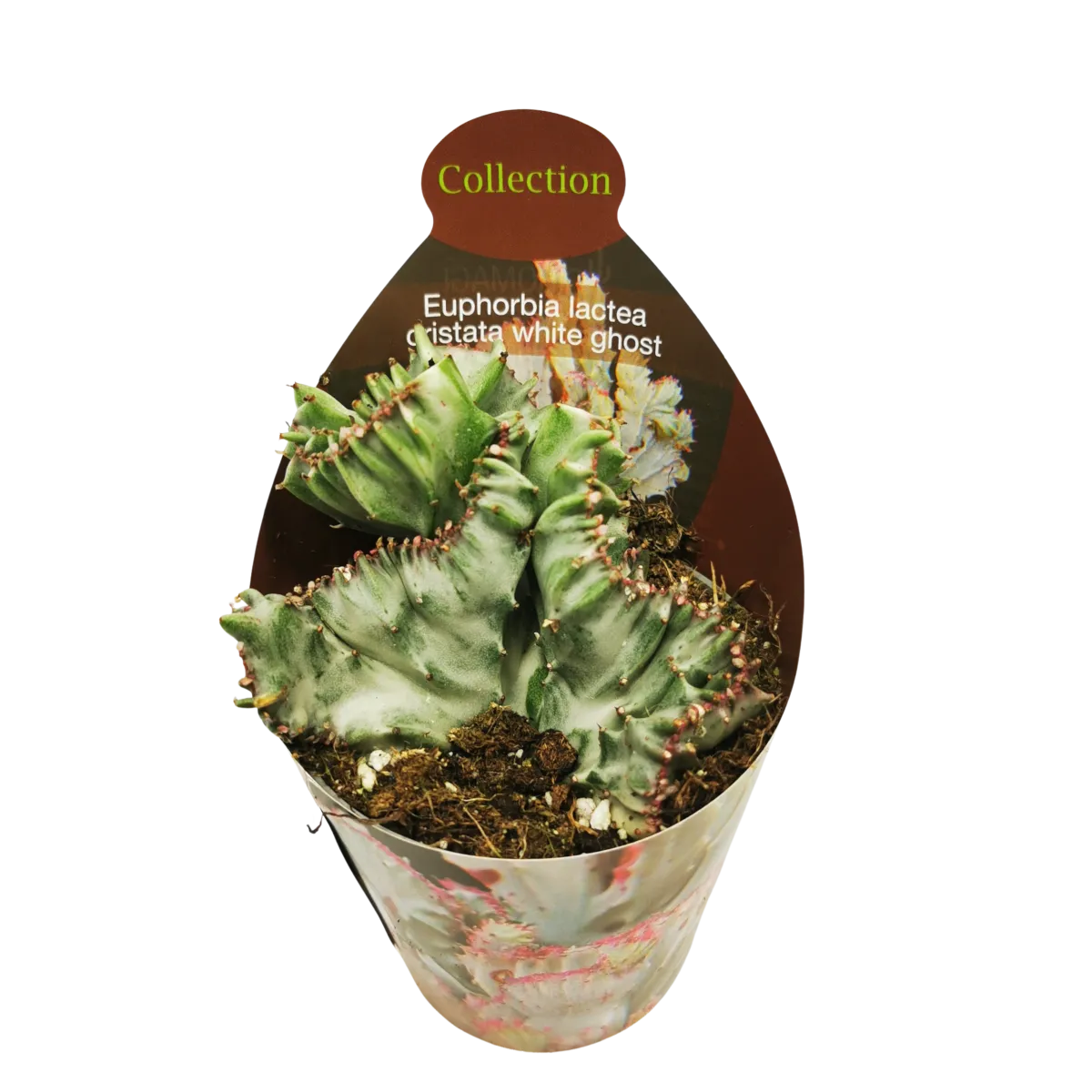 EUPHORBIA LACTEA ‘White Ghost’ - Brestovac