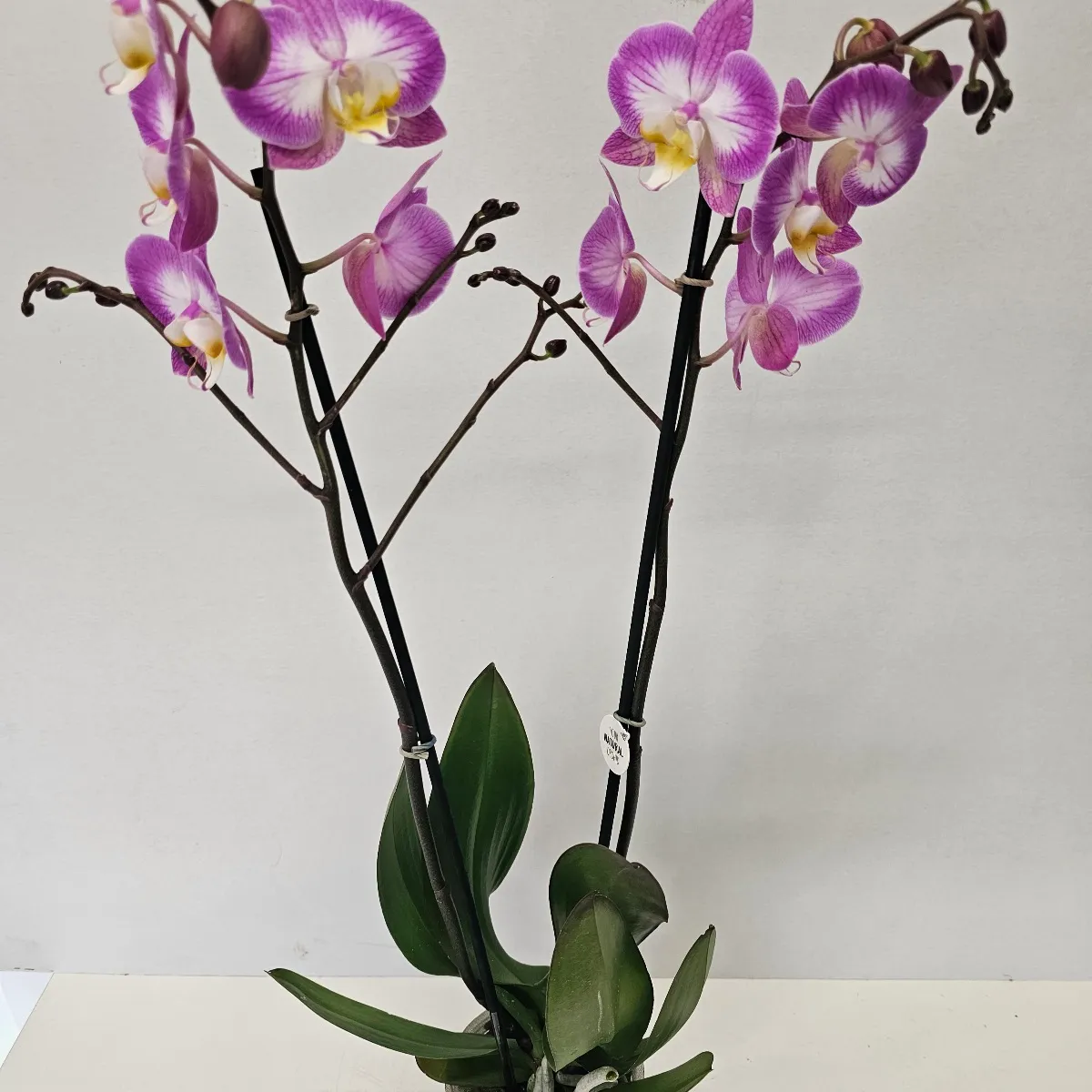 phalaenopsis /orhideja - slika 2