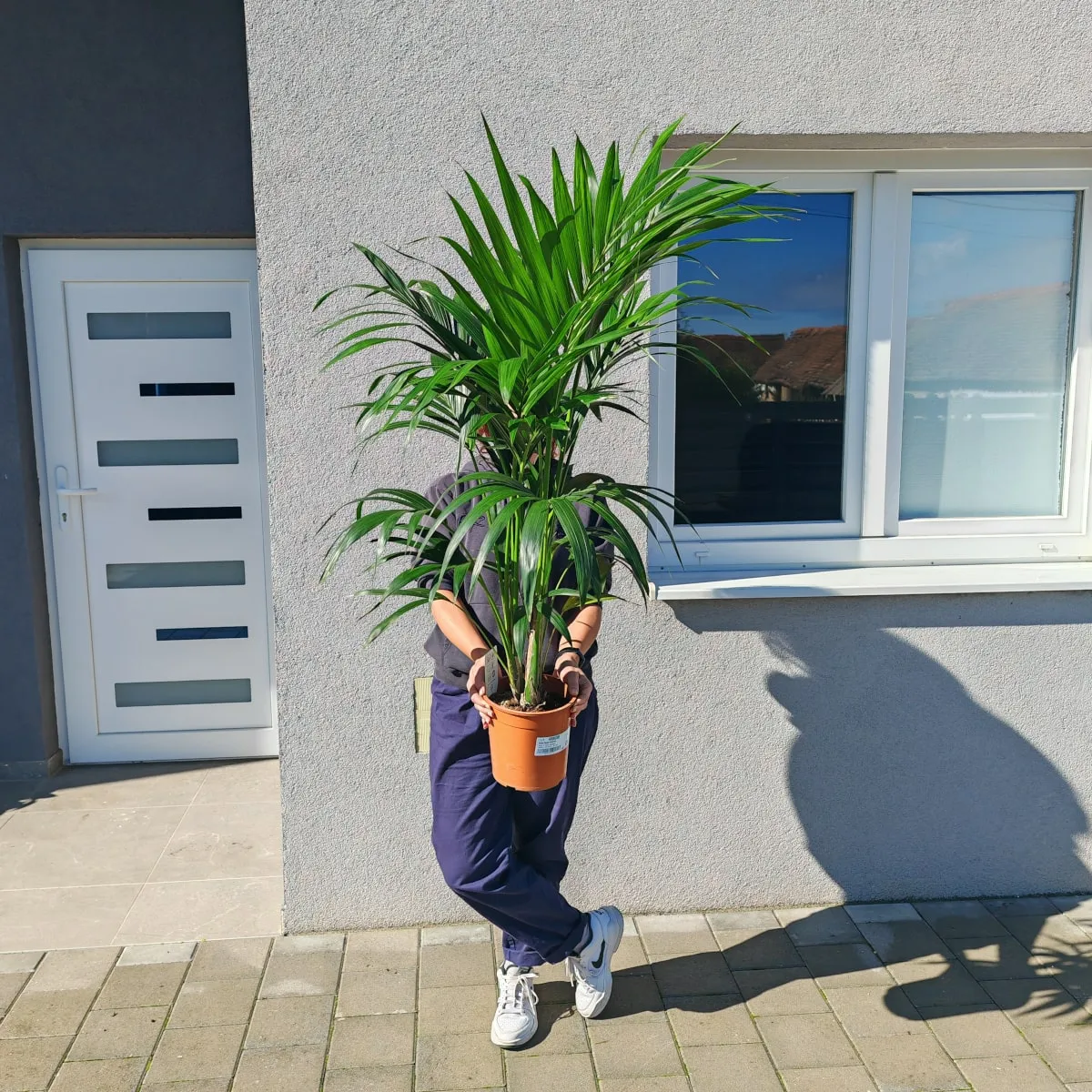 kentia palma - slika 2