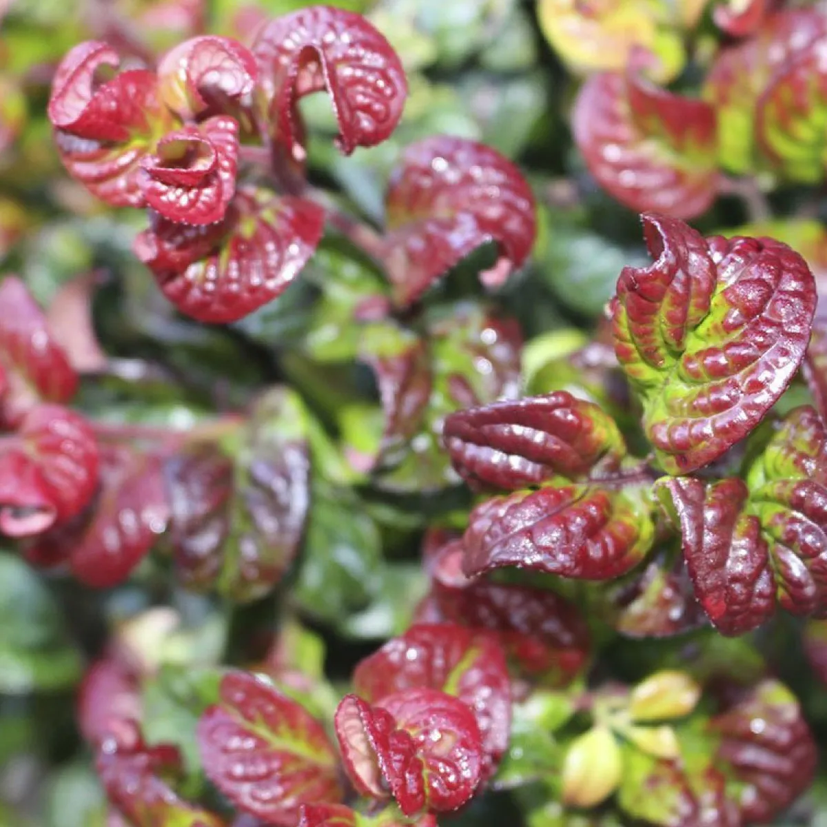 leucothoe ax.”curly red” - slika 2