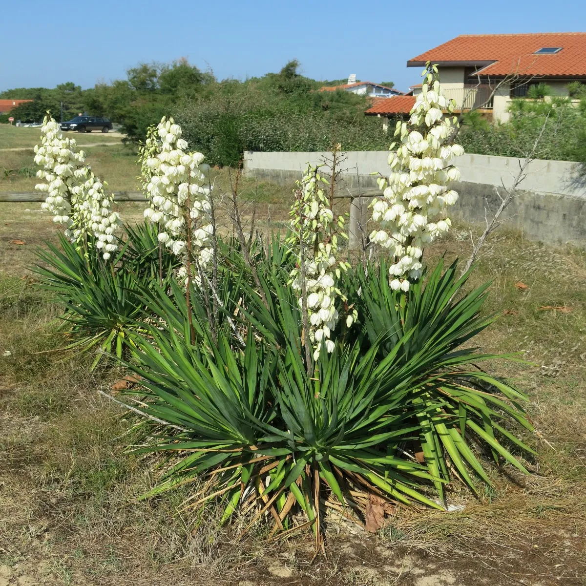 yucca filamentosa - slika 2