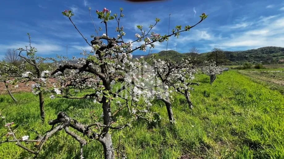 Prodaja poljoprivrednog zemljišta, 4328m2, K.O. Donja Bistra - Donja Bistra, Bistra