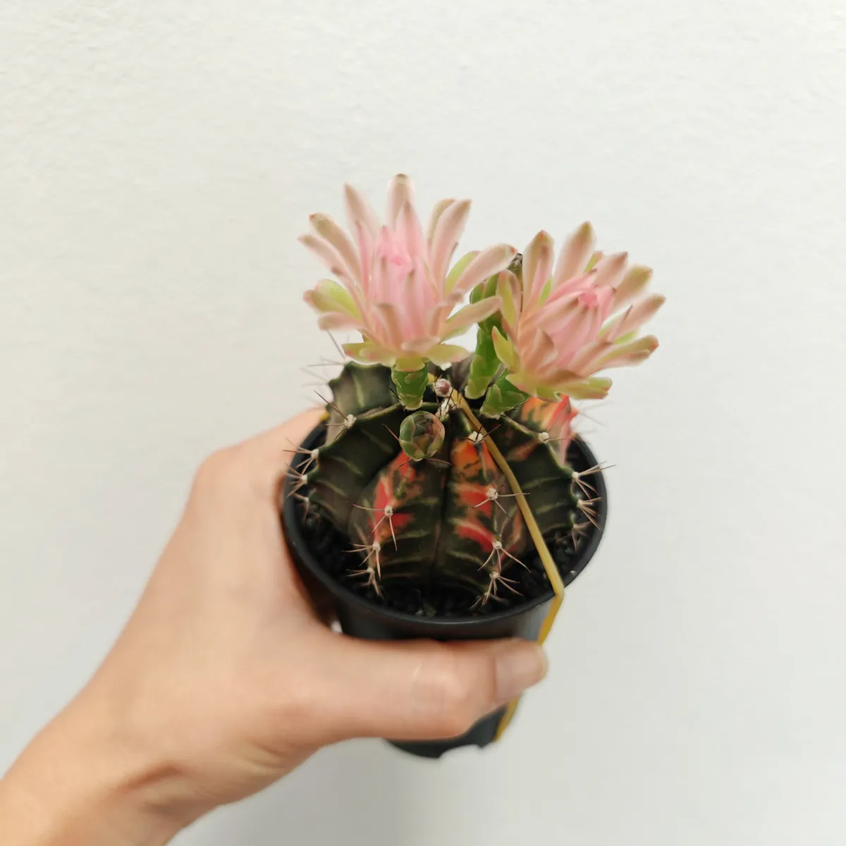 gymnocalycium mix variegata gm - slika 7