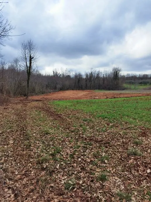 istra, barban, prodaja poljoprivrednog zemljišta 11700 m2 - slika 10