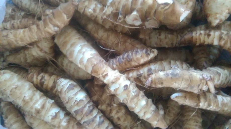 čičoka, najbolja vrsta 2 €/kg - slika 2