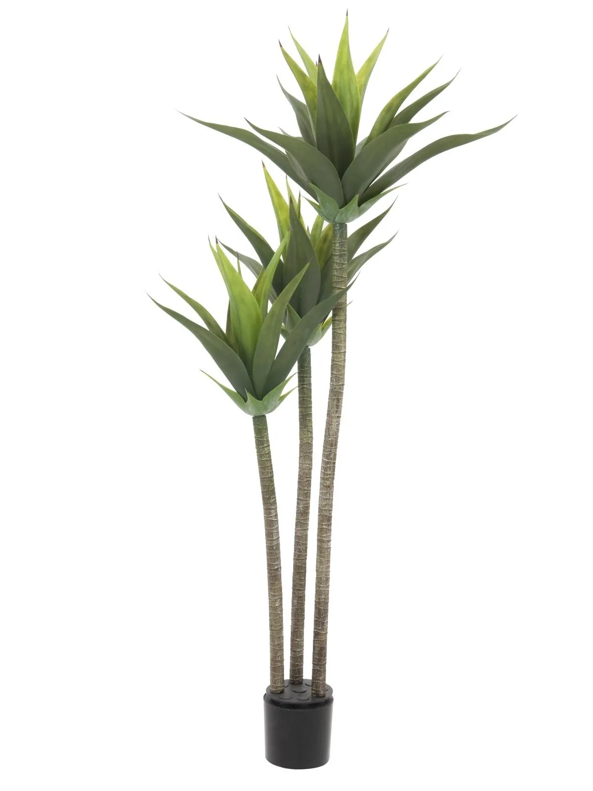 EUROPALMS Yucca, 3 trunks, 125cm - Križevci