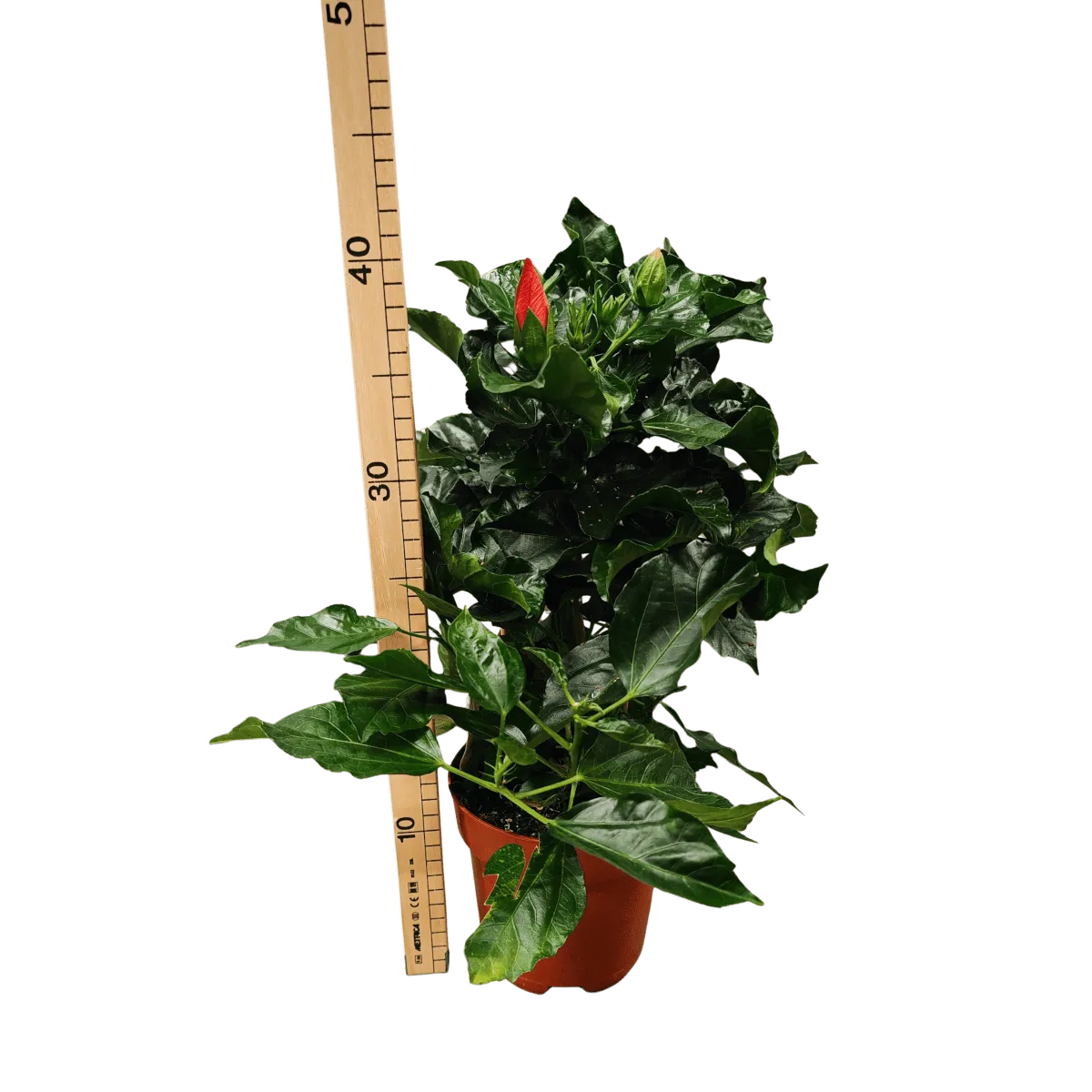 hibiscus rosa sinensis - slika 2