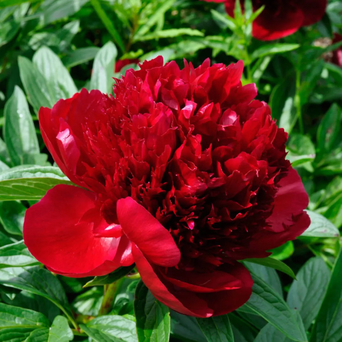 paeonia lactiflora /zeljasti božur - slika 4