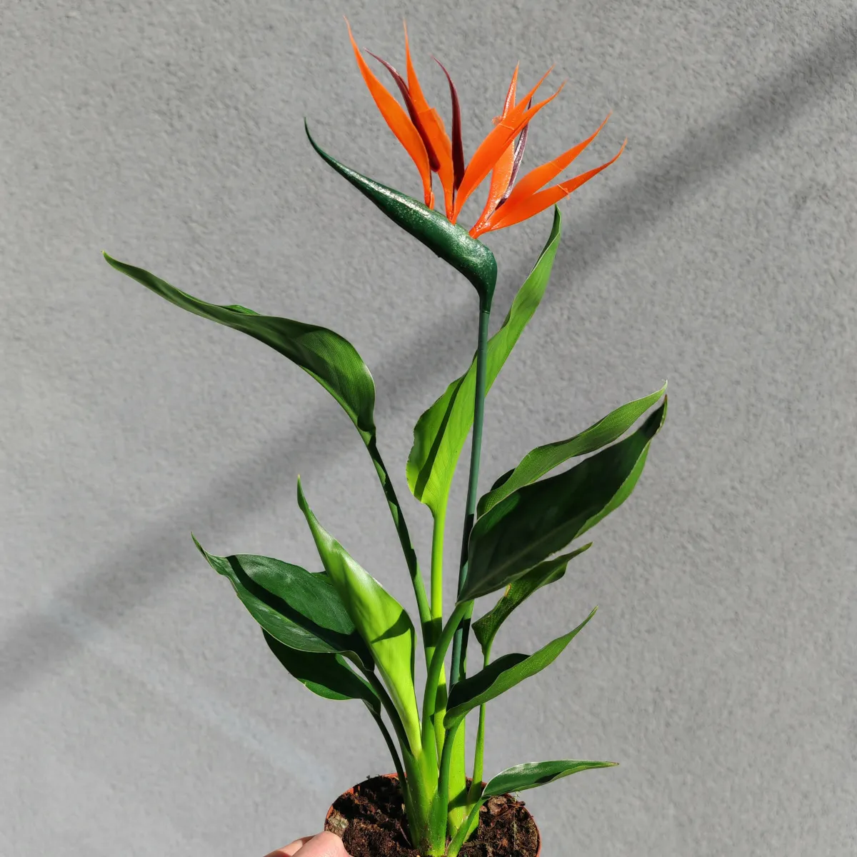 strelitzia “reginae” - slika 2