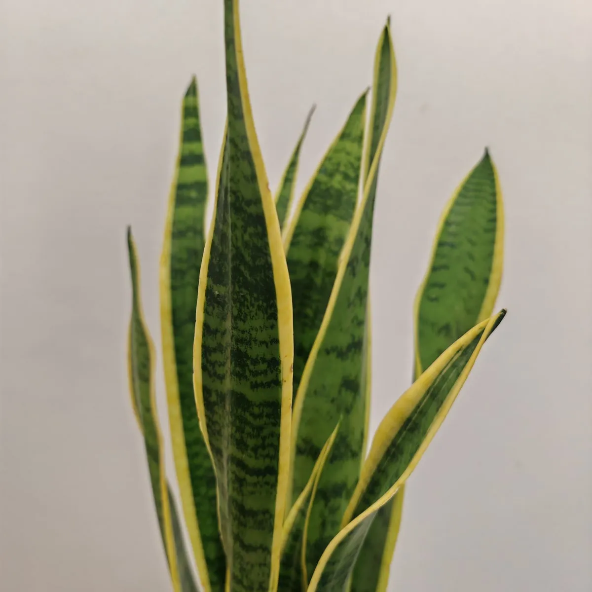 sansevieria trif. “laurentii” - slika 3