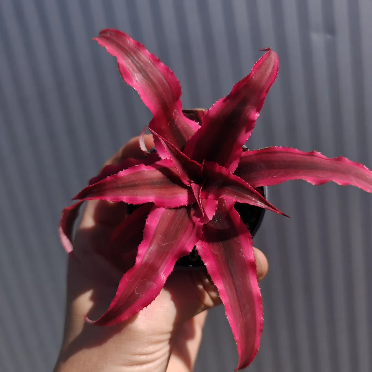 cryptanthus bivittatus - slika 3