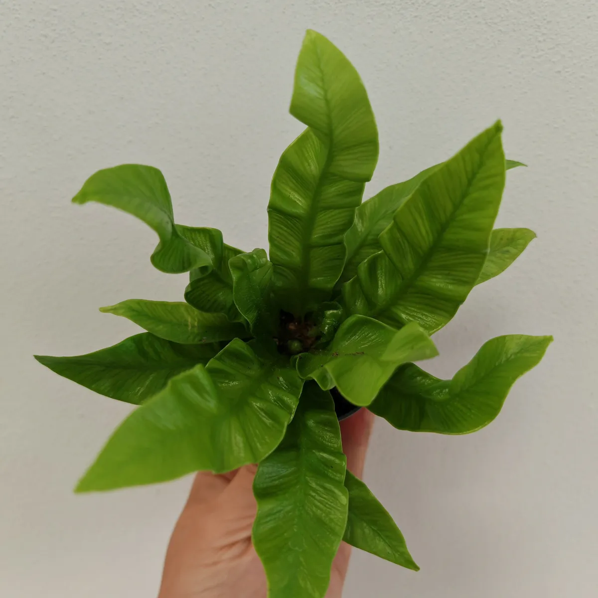 asplenium nidus ‘crispy wave’ - slika 3