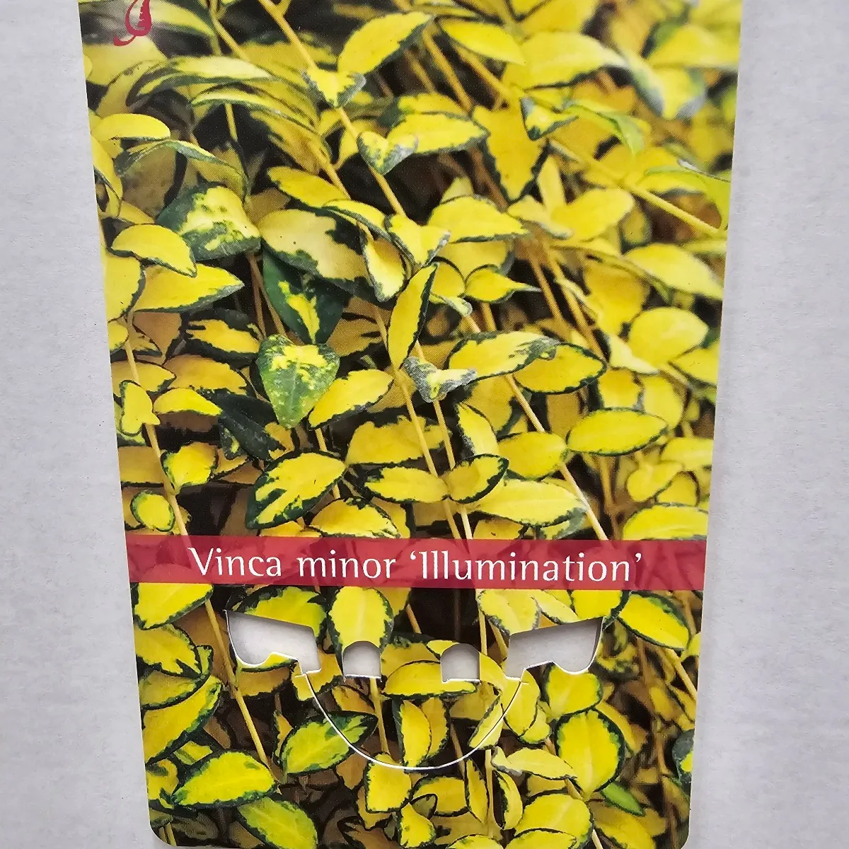 vinca minor - slika 3