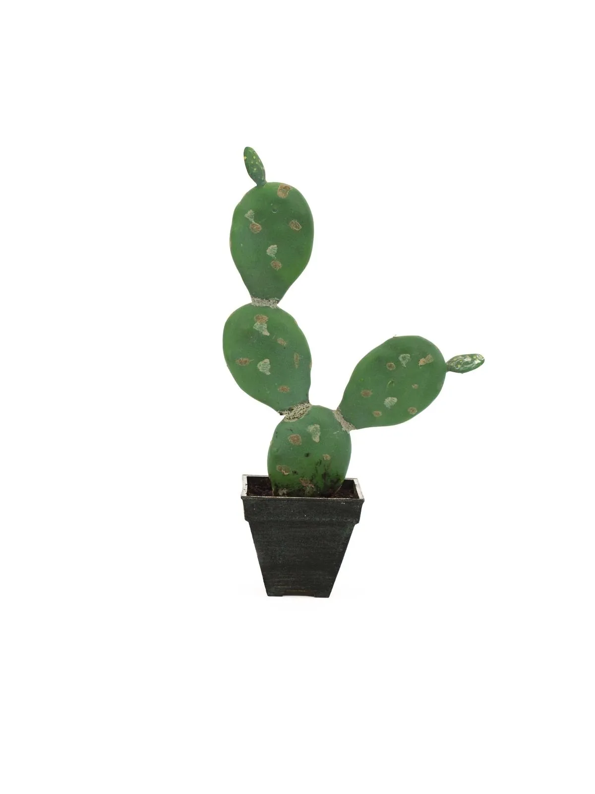 EUROPALMS Prickly pear cactus, 35cm - Križevci