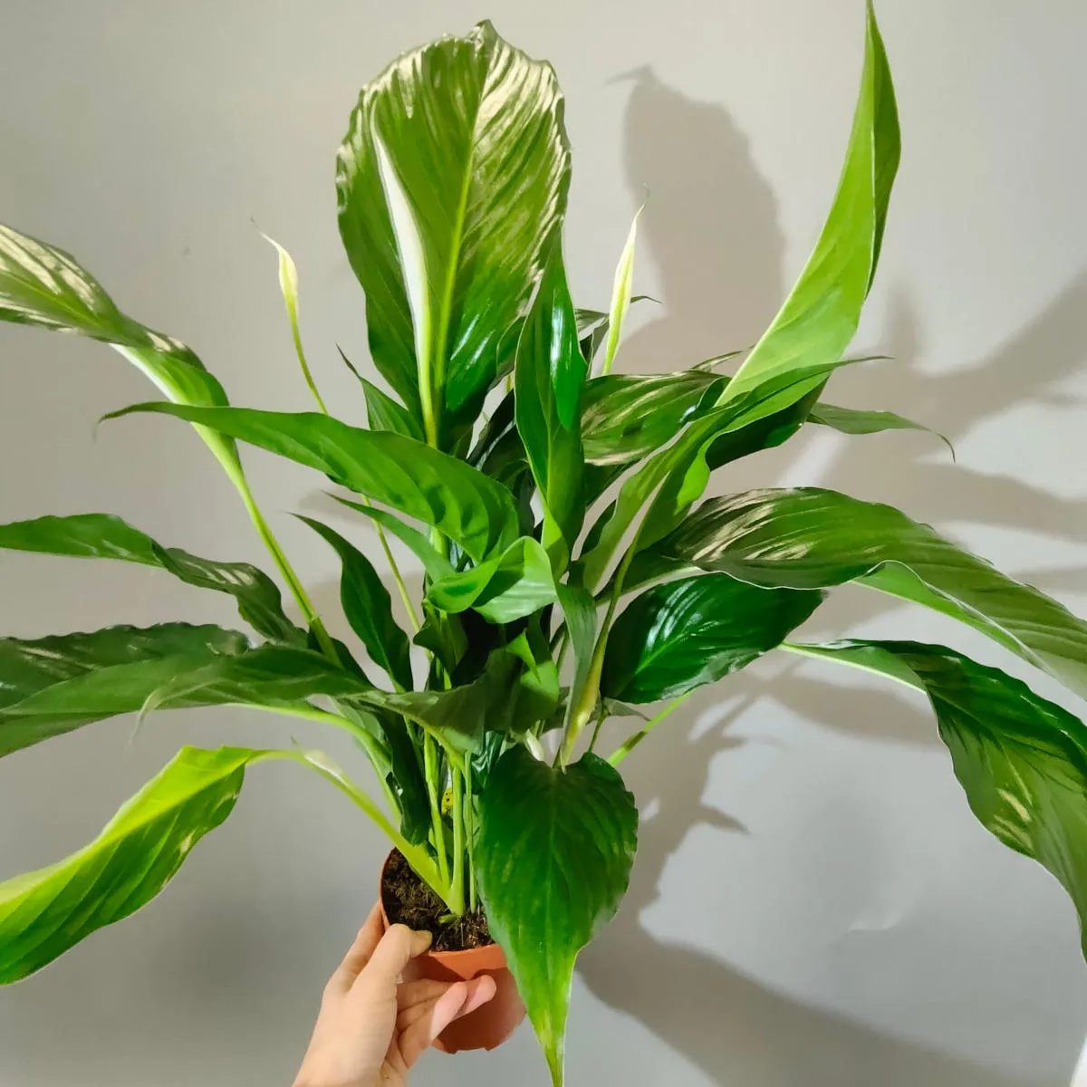 spathiphyllum “sweet ricardo” - slika 2