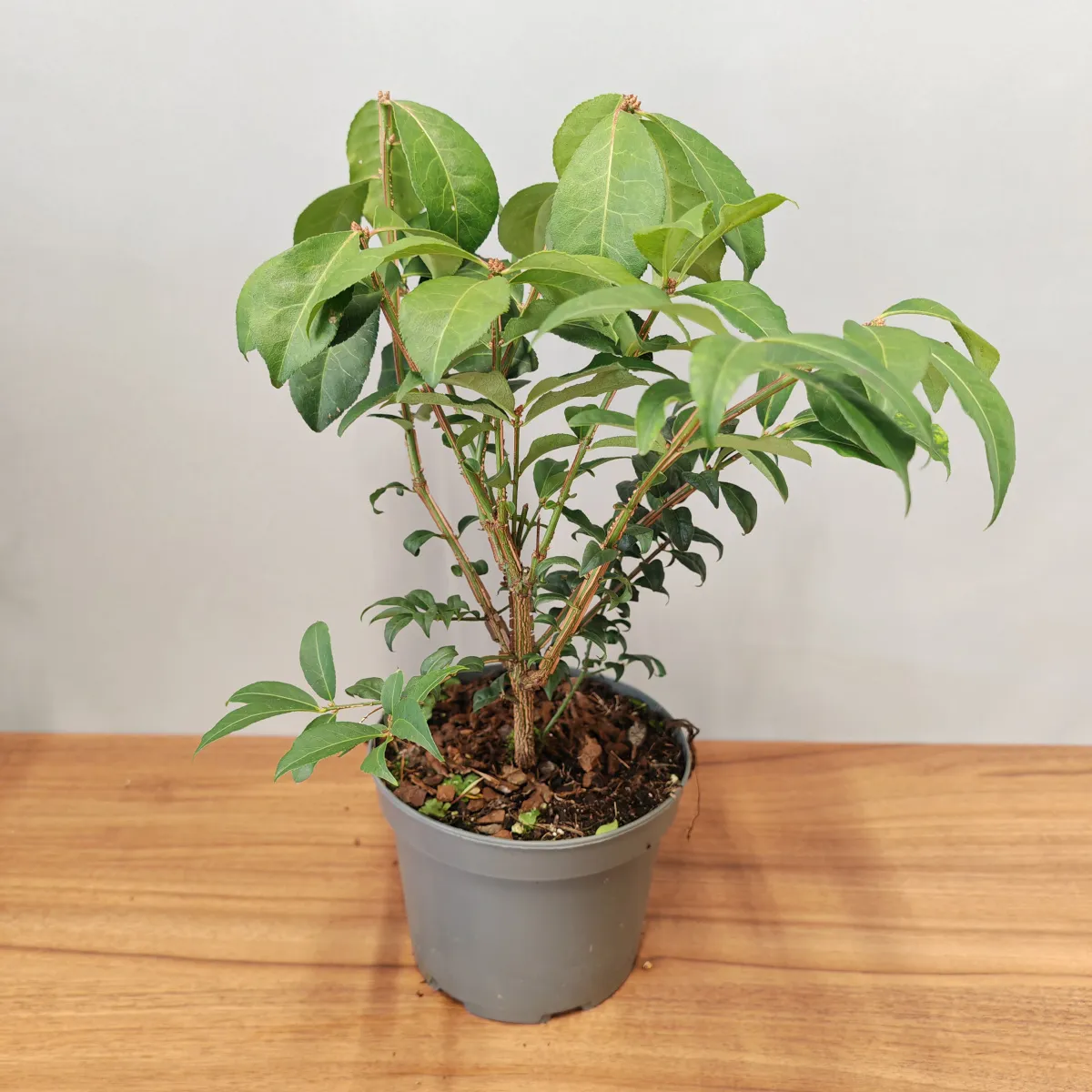 euonymus al.”compactus” - slika 3