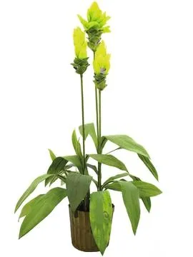 EUROPALMS Ginger lily, 95cm - Križevci