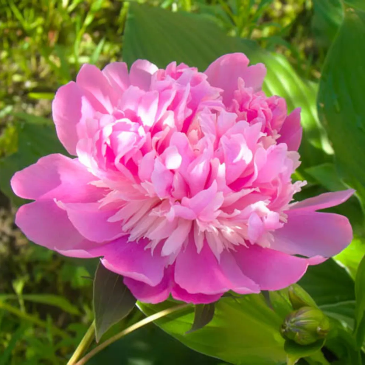 paeonia lactiflora /zeljasti božur - slika 3