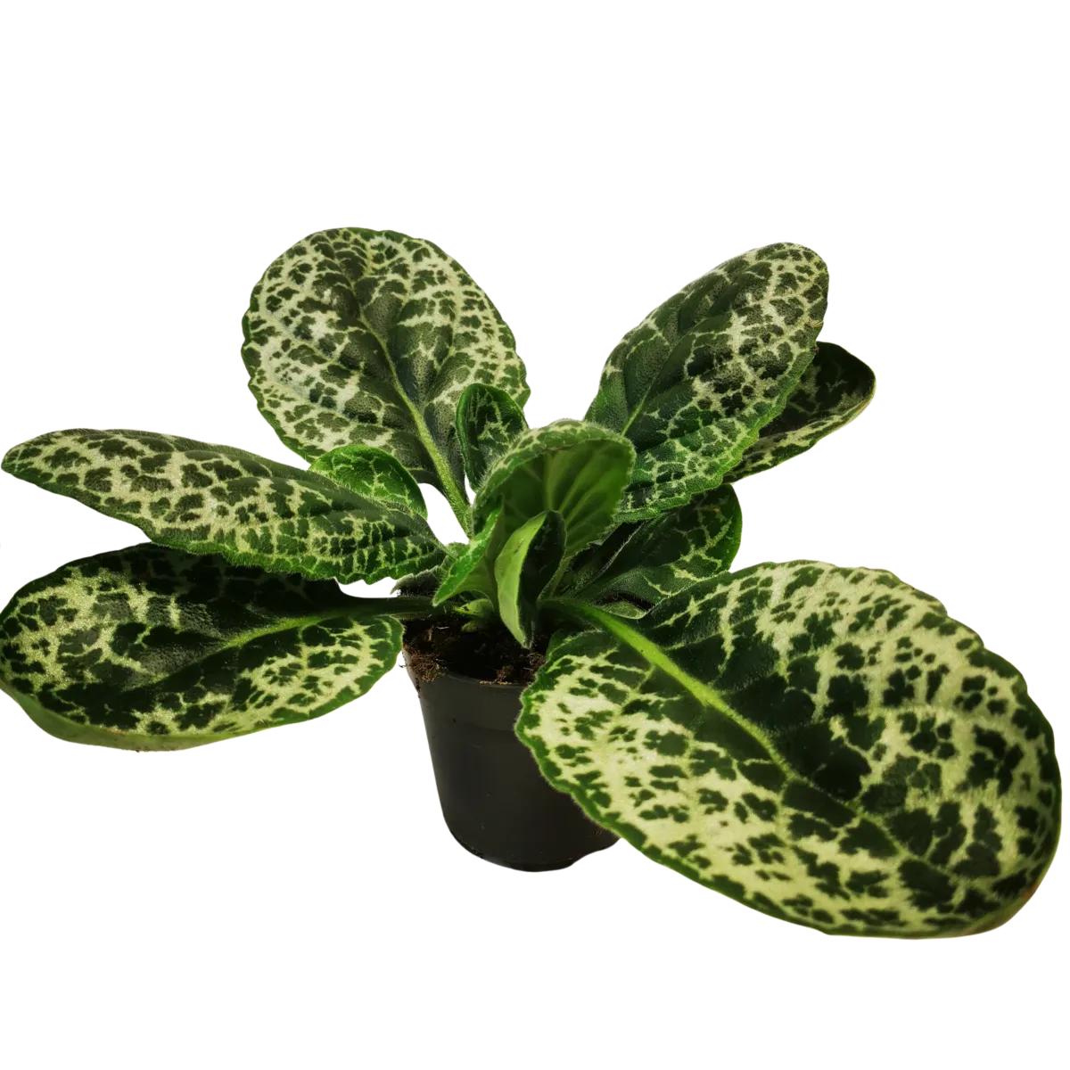 STREPTOCARPUS “Pretty Turtle” - Brestovac