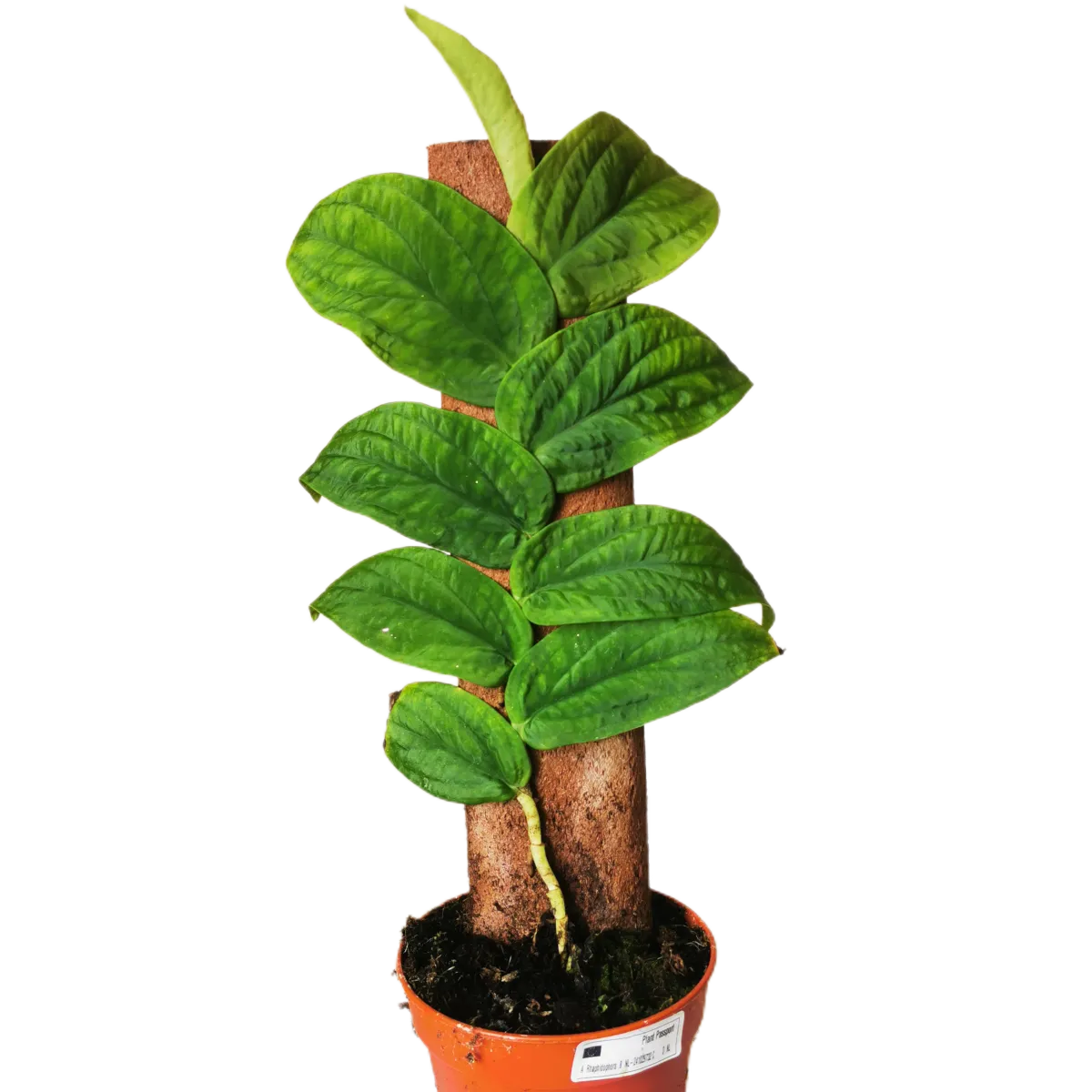 kratiste monstera - slika 4
