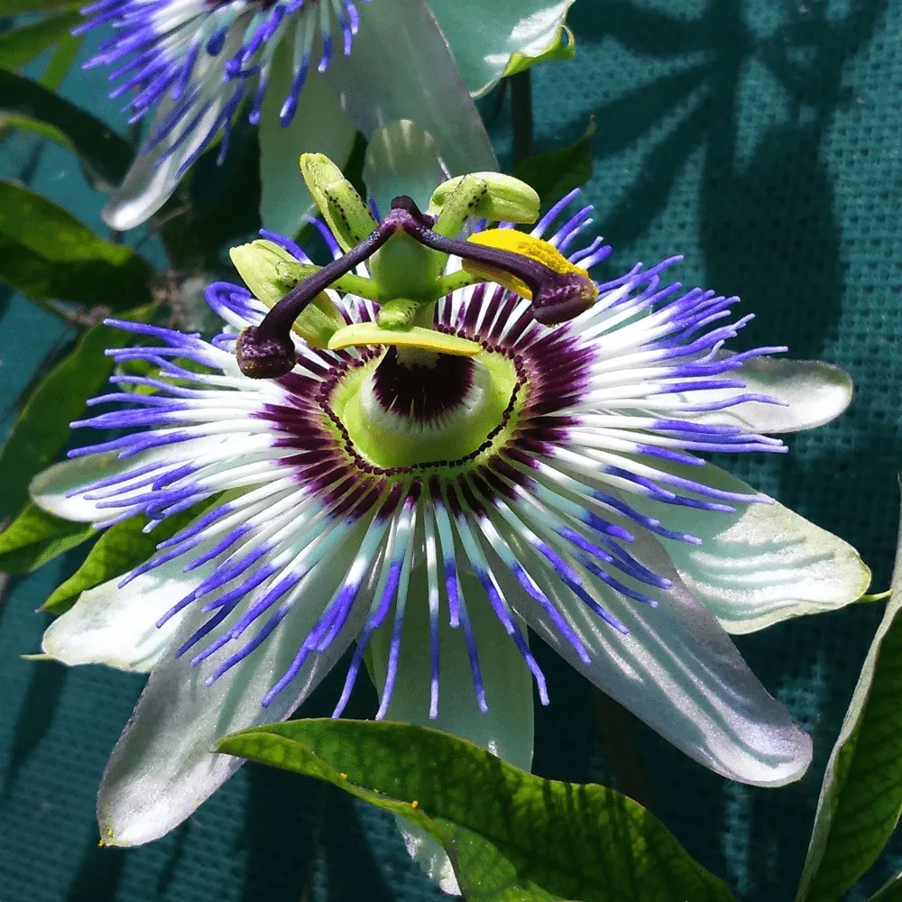 passiflora caeruela - slika 2