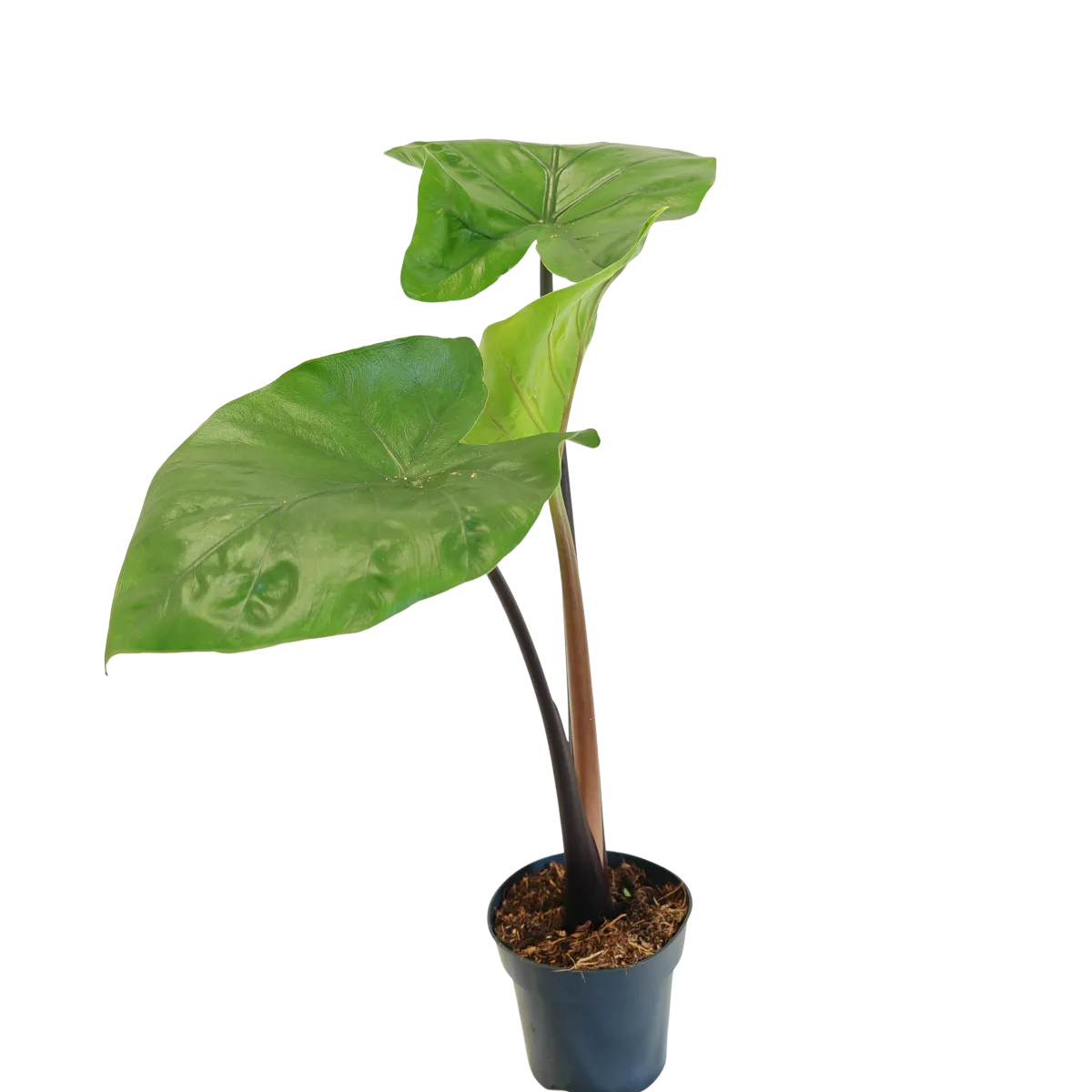 alocasia “black cobra” - slika 3