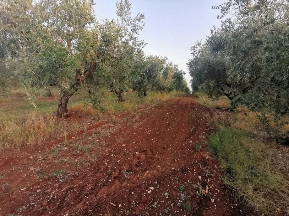 vabriga-lanterna-maslinik na prodaji - slika 6