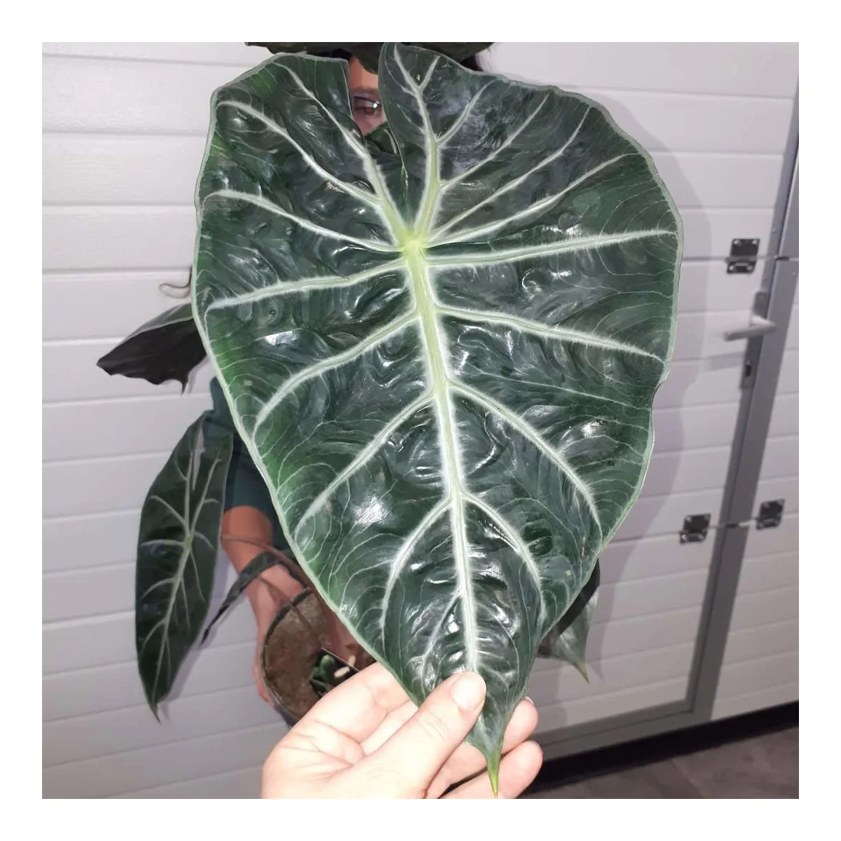 alocasia “pink dragon” - slika 4