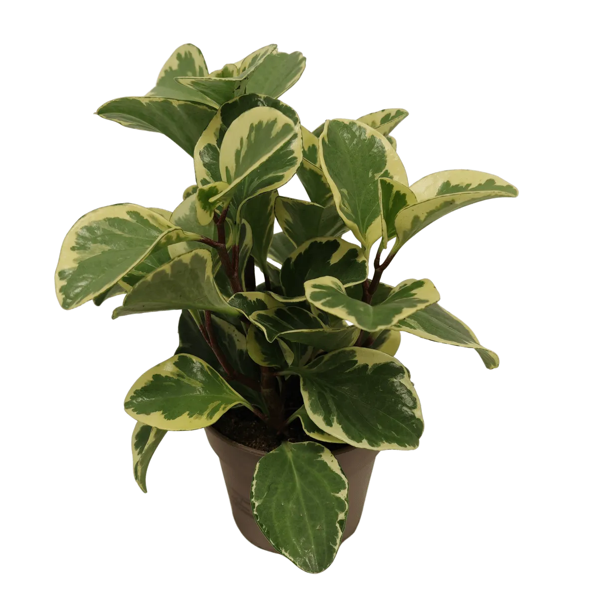 peperomia obt. variegata - slika 4