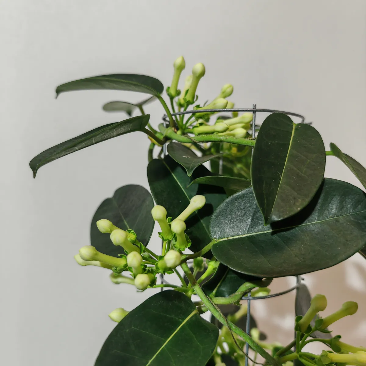 stephanotis floribunda - slika 2