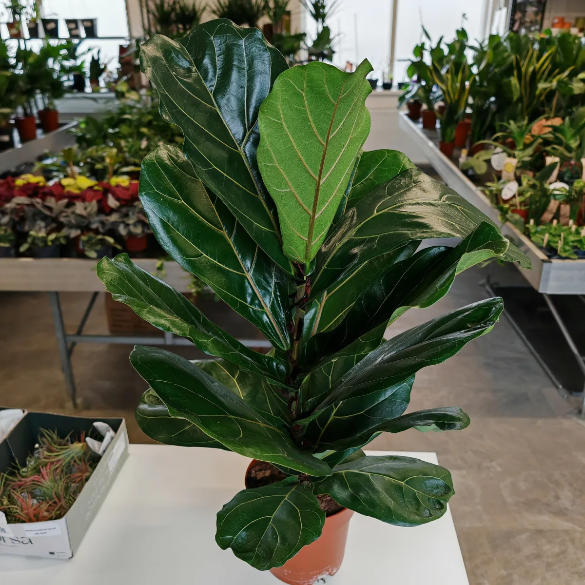 ficus “lyrata” - slika 2